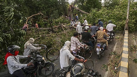 Commuters make their way through an uprooted tree lying on a road after a dust storm, in Prayagraj, Uttar Pradesh, Wednesday, May 13, 2026.