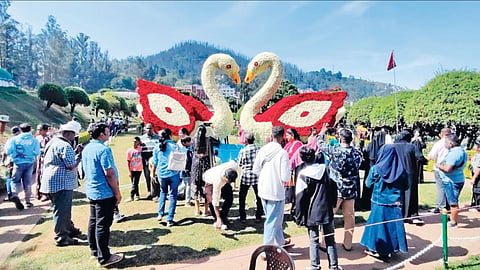 Visitors click pictures of majestic pair of swans at Rose
Garden