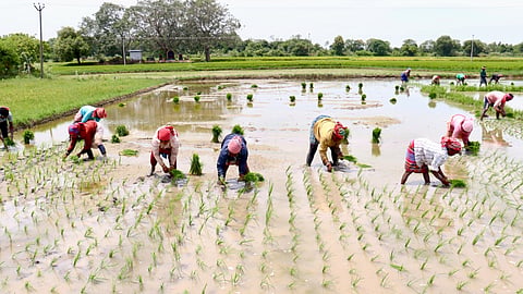 TN Farmers