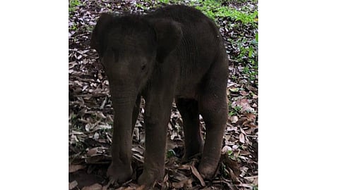 The calf was first spotted standing near agricultural land in the Vallam area under the Courtallam forest range