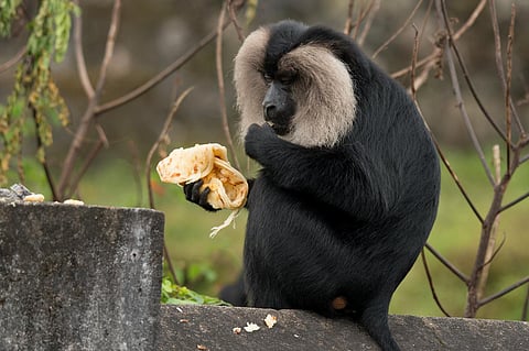 A lion-tailed macaque feeds on parotta