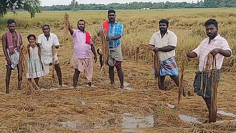 Delta farmers exhibit rain-damaged crop