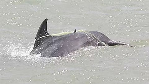 Prolonged Suffering: Saving entangled marine giants: early intervention matters