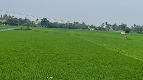 KURUVAU CULTIVATION-TIRUCHY