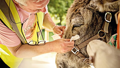 Therapy donkeys