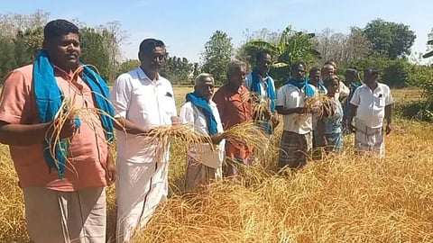 Farmers show dried kuruvai crops at T-Pazhur in Ariyalur