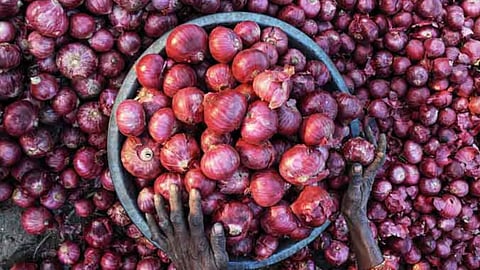 Image of onion used for representative purpose