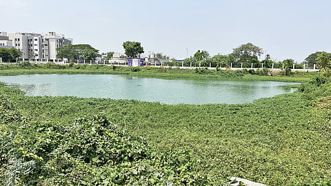 The Pura pond in Puzhal covered with vegetation