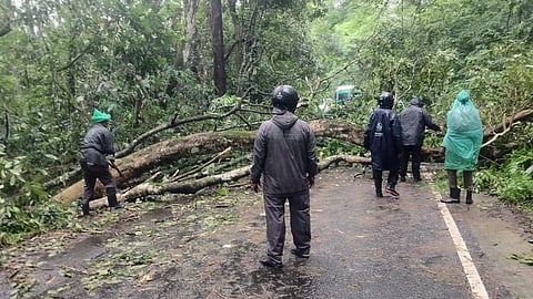 An uprooted tree blocks traffic on the ghat road in Valparai