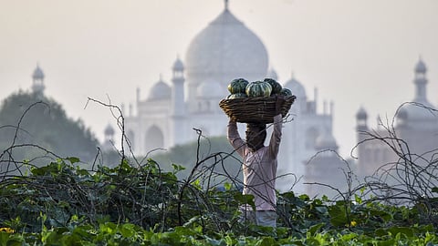 A worker carries harvested vegetables