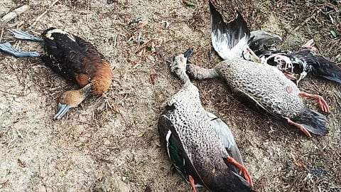 Carcasses of Spotbilled Ducks and some fish floating in the waterbody on Friday afternoon