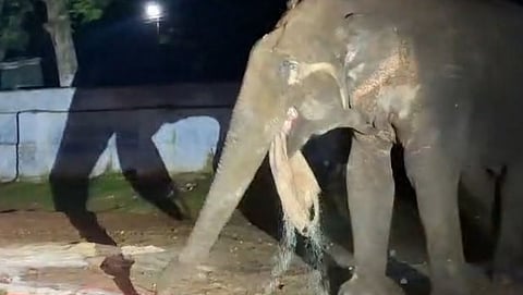 Wild elephant devours rice from the ration shop