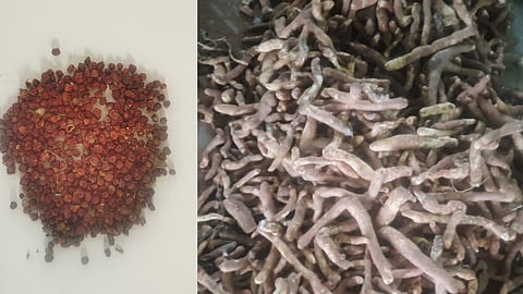The crop sustains the livelihoods of over 5,000 farmers and is prized for its seeds, which serve as a key raw material for the pharmaceutical industry and command strong export demand