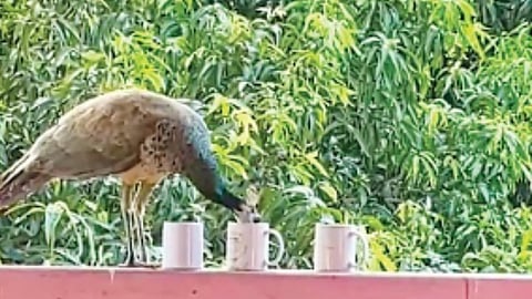 A peacock drinking water from
cups kept for birds at a house