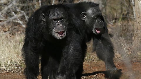 Evolutionary links: Tickled apes and humans share similar giggle rhythms