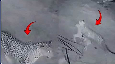Leopard kills calf in Erode