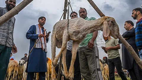 Around 500 kilogrammes of mutton and 150 kilogrammes of chicken are consumed at an average Kashmiri wedding, while more than a tonne of mutton is used at the lavish ones.