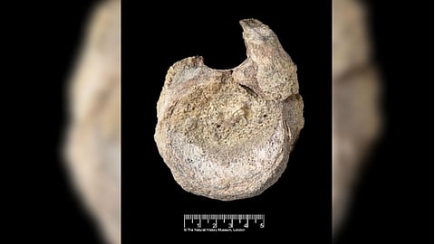 Frozen history: Rare Antarctic dinosaur fossil rediscovered in office drawer