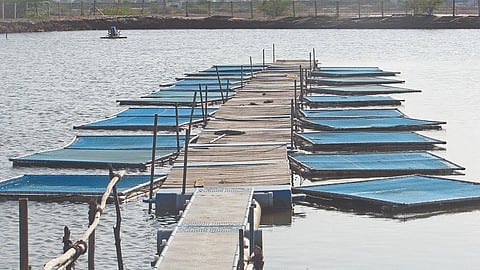 Aquaculture Blueprint: Tech drives Coimbatore’s fish yield