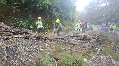 Works under way to remove a fallen tree on the Gudalur-Ooty National Highway