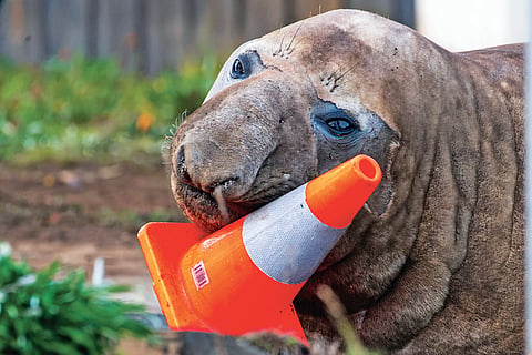 Seal