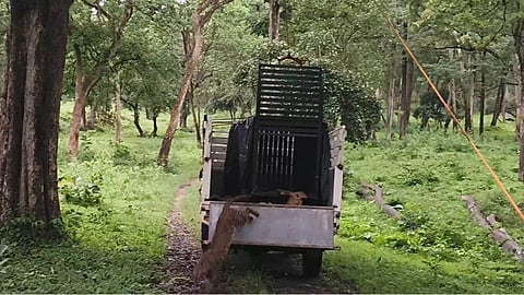 The leopard was freed in the wild.