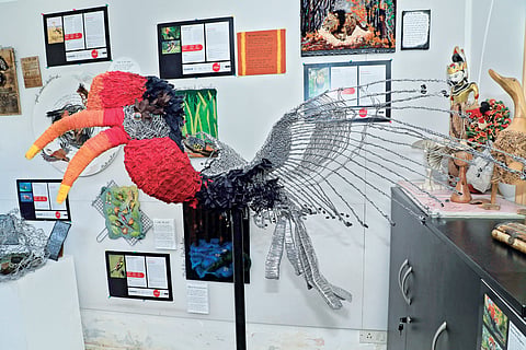 Helmeted Hornbill
