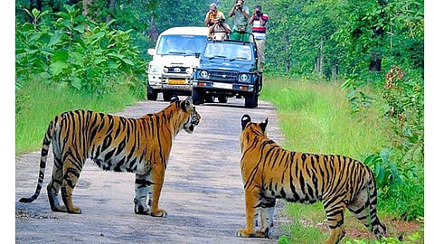 Mudumalai Tiger Reserve