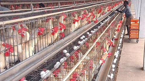 Broiler chickens