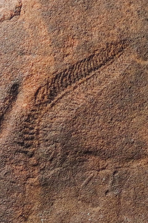 Right Turn: These ancient creatures were righties before hands evolved