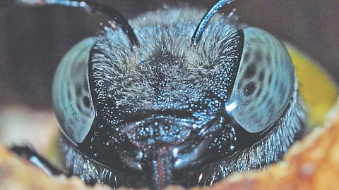 Buzzing threat: How rising carbon dioxide levels endanger larger bees