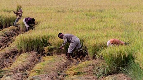 Farmers