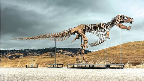 Big bite: Mystery bidder buys T rex nicknamed ‘Gus’ for a record $50 million