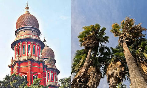 Madras HC seeks status report on illegal palm tree felling