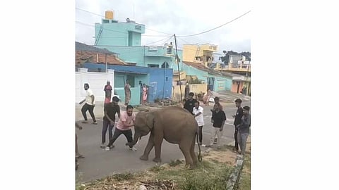 Villagers have fun with the elephant calf near Denkanikottai in Krishnagiri