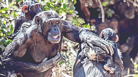Primate harmony: Great apes’ peace touch traced back six million years