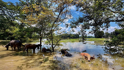 Buffaloes wade through floodwaters in an inundated area of Sivasagar district, Assam, Monday, July 27, 2026