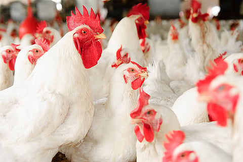 Chennai chicken shops to remain open tomorrow despite shutdown call