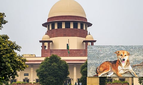 compensation in accidents due to stray animals