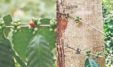 A coffee plantation in Theni