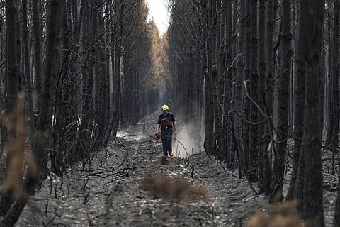 A firefighter walks through a charred forest near Blagon, during wildfires, southwestern France, Friday, July 31, 2026.