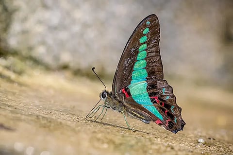 Butterfly