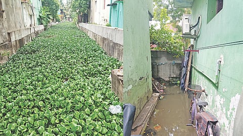 Dense growth of water hyacinth in the canal prevents smooth flow of rainwater, which eventually stagnates in residences