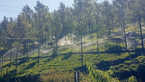 Sprinklers being used in a tea estate in the Nilgiris
