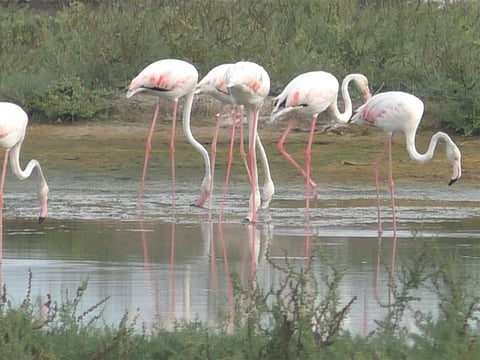 Flamingos in thousands have started arriving at the salt pans in Thoothukudi