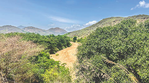 A dry Vaigai river passes through the Varusanadu area in Theni