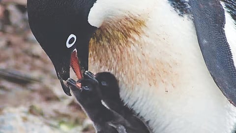 Polar shift: Satellite images of guano reveal changing penguin diets
