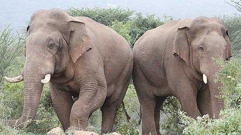 The two jumbos identified by locals as Vinayagan and Chinna Thambi