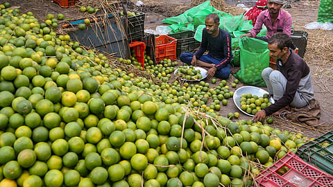 Workers sort 'mosambi', sweet lemon, at a wholesale market in Mathura, Uttar Pradesh, Thursday, Aug. 27, 2026.