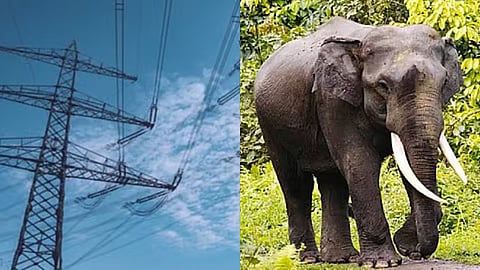 TNPDCL orders safety audit as nine elephants electrocuted